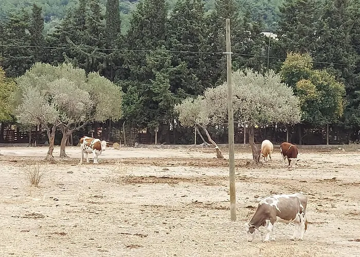 Defneland Kardelen